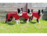 BORDER COLLIE COMPRESSION SUIT