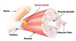 Muscle Structure