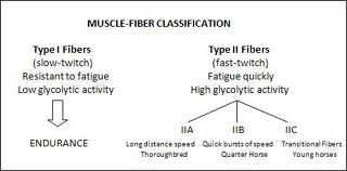 Muscle Fiber Types