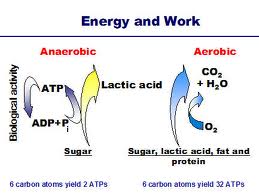 Muscle Contraction Process